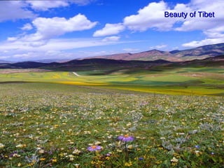 Beauty of Tibet 
