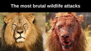 The most brutal wildlife attacks
 