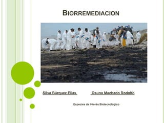 BIORREMEDIACION 
Silva Búrquez Elías Osuna Machado Rodolfo 
Especies de Interés Biotecnológico 
 
