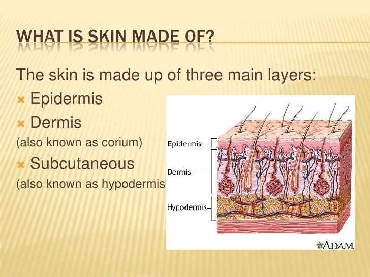 SKIN The Most Overlooked Organ