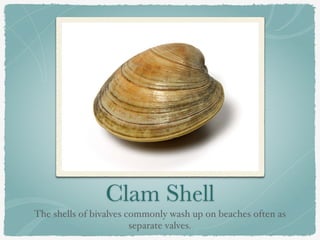 The Most Popular Seashells on Florida's Gulf Coast | PDF
