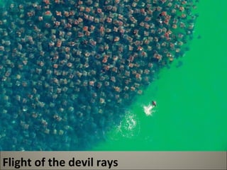 Flight of the devil rays 
 