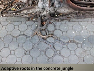Adaptive roots in the concrete jungle 
 
