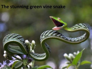 The stunning green vine snake 
 