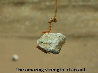 The amazing strength of an ant 
 