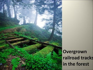 Overgrown 
railroad tracks 
in the forest 
 