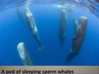 A pod of sleeping sperm whales 
 