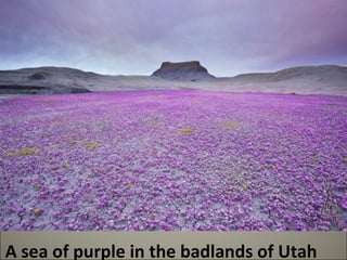 A sea of purple in the badlands of Utah 
 