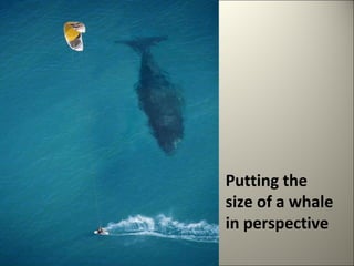Putting the 
size of a whale 
in perspective 
 