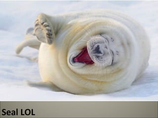 Seal LOL 
