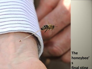 The 
honeybee’ 
s 
final sting 
 