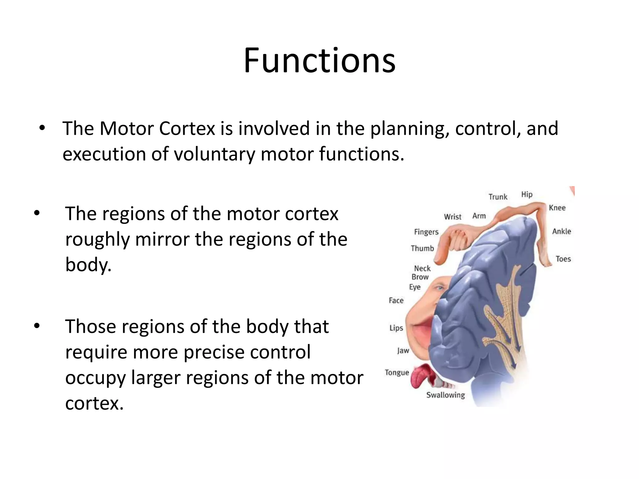 FunctionsThe Motor Cortex is involved in the planning, control, and execution of voluntary motor functions.The regions of the motor cortex roughly mirror the regions of the body.