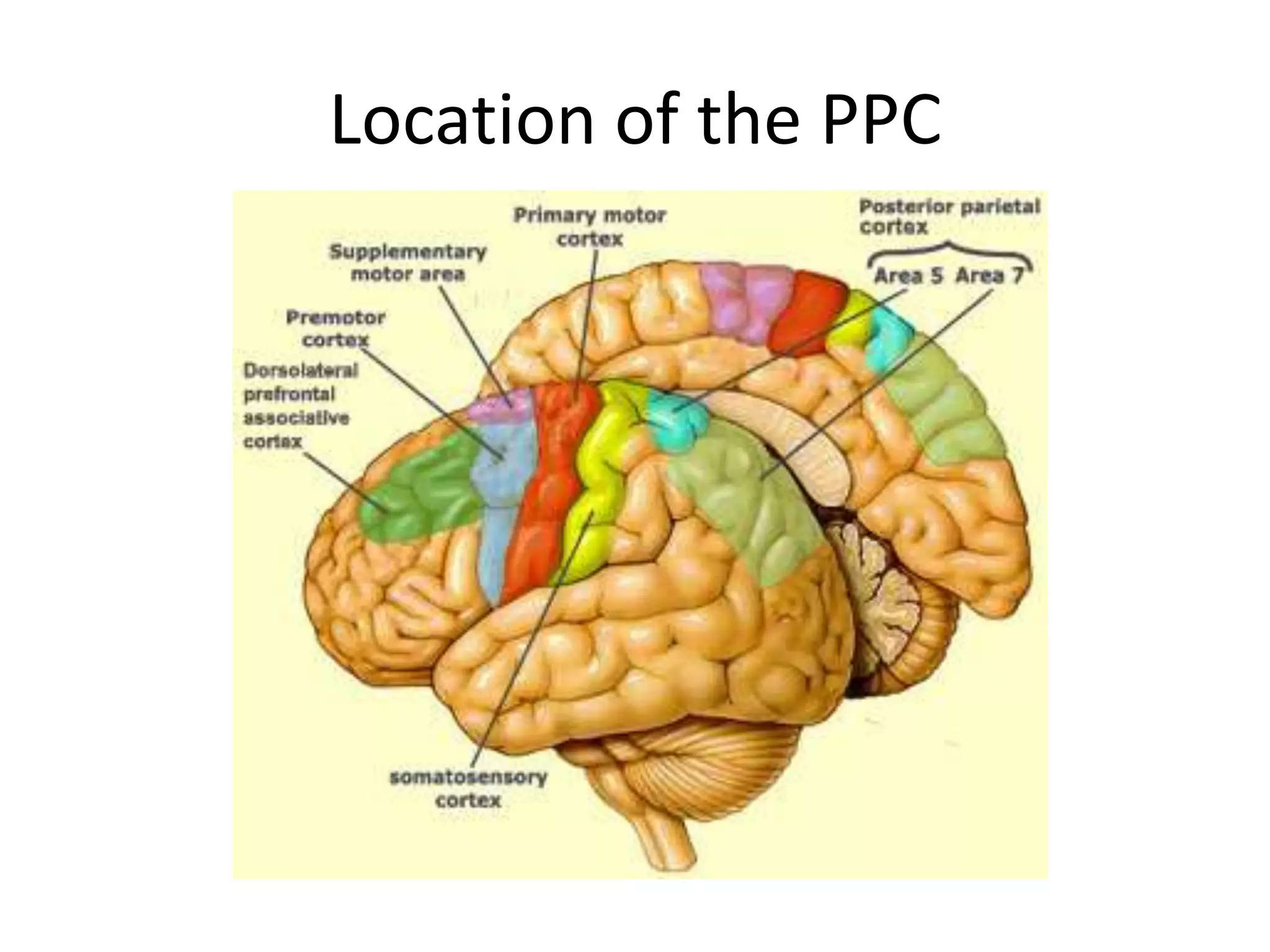 Location of the PPC