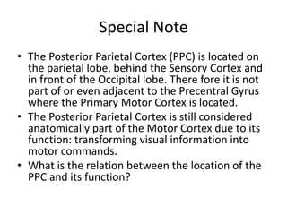 Special NoteThe Posterior Parietal Cortex (PPC) is located on the parietal lobe, behind the Sensory Cortex and in front of the Occipital lobe. There fore it is not part of or even adjacent to the PrecentralGyrus where the Primary Motor Cortex is located.The Posterior Parietal Cortex is still considered anatomically part of the Motor Cortex due to its function: transforming visual information into motor commands.What is the relation between the location of the PPC and its function?