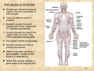 THE MUSCLE SYSTEM Muscles are resistant and elastic organs. They are responsible of mouvements. There are different kinds of mussels: 1.- Skeletals muscles that work together with bones: responsible for  voluntary mouvements. 2.- Smooth muscles form part of the organs inside the body. They make  involuntary mouvements. 3.- The cardiac muscle is  in the heart. Muscles contract and relax to produce mouvement . When a muscle contracts: it gets smaller. It pulls on the bone it is attached to. When the muscle relaxes, it goes back to its original size. 