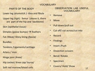 VOCABULARY PARTS OF THE BODY OBSERVATION  LAB  USEFUL VOCABULARY Lower leg ( drumstick ):  tibia and fibula Upper leg  (tigh):  femur  (above it, there are  part of the hip and  backbone) Skin  (epithelial tissue) Dimples  (goose bumps)     feathers Fat /Meat/ Shiny lining  (fascia) Bundles Tendons /Ligaments/cartilage Artery / Vein Hinge joint  (knee) Hip socket/ Knee cap/ bursa/ Soft red marrow/blood cells Remove Move Pull down/pull out Cut off/ cut across/cut into Record Findings Insert /Push  Dissection scissors Bend/ Rotate Specimen Covers/ Hold/ Show 