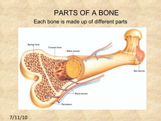 7/11/10 PARTS OF A BONE Each bone is made up of different parts 