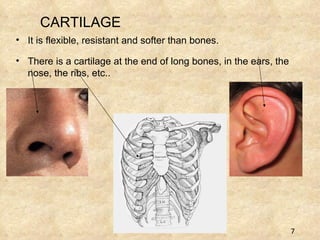 CARTILAGE It is flexible, resistant and softer than bones.  There is a cartilage at the end of long bones, in the ears, the nose, the ribs, etc.. 