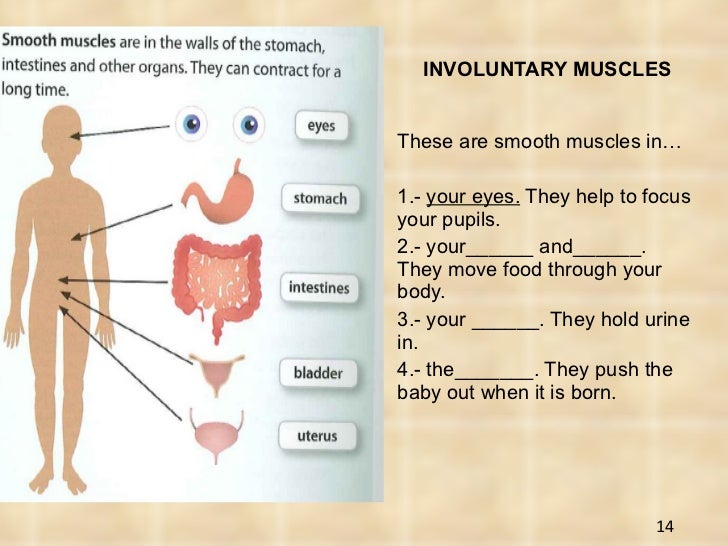 Muscles Moving Involuntarily | Physiology, Muscle Contraction – DDBDNA