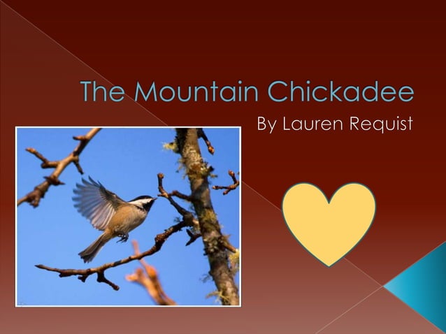 The Mountain Chickadee | PPT