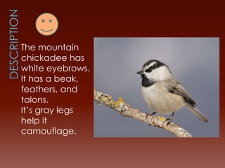 The Mountain Chickadee | PPT