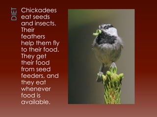 The Mountain Chickadee