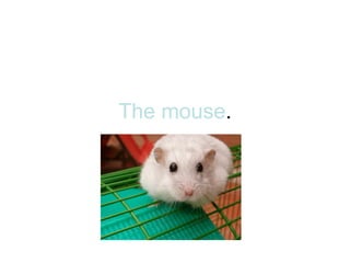 The mouse . 
