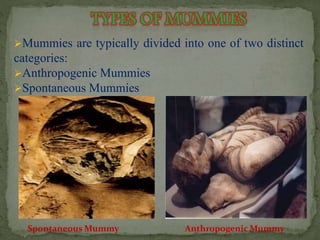 Mummies are typically divided into one of two distinct 
categories: 
Anthropogenic Mummies 
Spontaneous Mummies 
Spontaneous Mummy Anthropogenic Mummy 
 