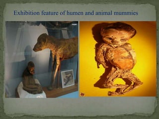 Exhibition feature of humen and animal mummies 
 