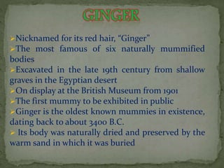 Nicknamed for its red hair, “Ginger” 
The most famous of six naturally mummified 
bodies 
Excavated in the late 19th century from shallow 
graves in the Egyptian desert 
On display at the British Museum from 1901 
The first mummy to be exhibited in public 
Ginger is the oldest known mummies in existence, 
dating back to about 3400 B.C. 
 Its body was naturally dried and preserved by the 
warm sand in which it was buried 
 