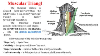 Triangular Parallel Muscle The muscLes of the head and neck.pptx kkk | PPTX