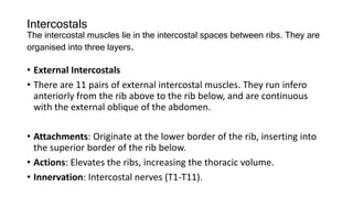 The Muscles of the Thoracic Cage.pptx