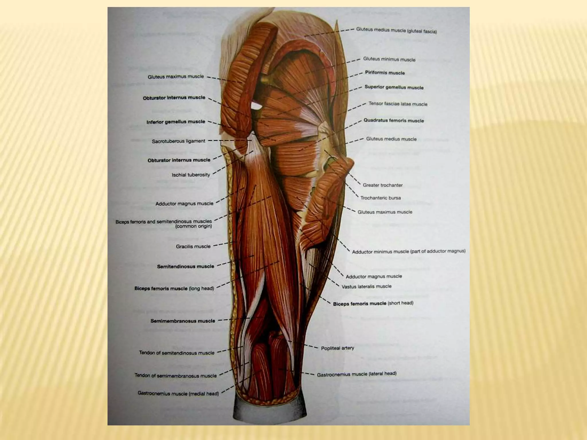 The muscles of the upper and lower limb | PPTX