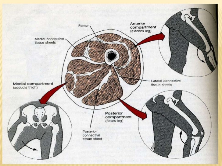 The muscles of the upper and lower limb