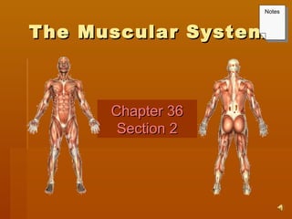 The Muscular SystemThe Muscular System
Chapter 36Chapter 36
Section 2Section 2
NotesNotes
 