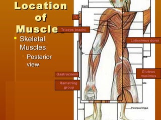 LocationLocation
ofof
MusclesMuscles
 SkeletalSkeletal
MusclesMuscles
 PosteriorPosterior
viewview
Hamstring
group
TrapeziusTrapezius
HamstringHamstring
groupgroup
GastrocnemiusGastrocnemius
Latissimus dorsiLatissimus dorsi
GluteusGluteus
maximusmaximus
Triceps brachiiTriceps brachii
 