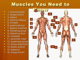 FF
AA
DD
CC
BB
EE
LL
KK
JJ
HH
GG
PP
OO
NN
MM
II
Muscles You Need toMuscles You Need to
KnowKnow 1. brachioradialis1. brachioradialis
 2. biceps brachii2. biceps brachii
 3. deltoid3. deltoid
 4. external oblique4. external oblique
 5. frontalis5. frontalis
 6. gastrocnemius6. gastrocnemius
 7. gluteus maximus7. gluteus maximus
 8. hamstring group8. hamstring group
 9. latissimus dorsi9. latissimus dorsi
 10. masseter10. masseter
 11. pectoralis major11. pectoralis major
 12. quadriceps group12. quadriceps group
 13. rectus abdominis13. rectus abdominis
 14. tibialis anterior14. tibialis anterior
 15. trapezius15. trapezius
 16. triceps brachii16. triceps brachii
99
11
22
33
44
55
66
77
88
1010
1111
1212
1313
1414
1515
1616
 