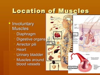 Location of MusclesLocation of Muscles
 InvoluntaryInvoluntary
MusclesMuscles
 DiaphragmDiaphragm
 Digestive organsDigestive organs
 Arrector piliArrector pili
 HeartHeart
 Urinary bladderUrinary bladder
 Muscles aroundMuscles around
blood vesselsblood vessels
 