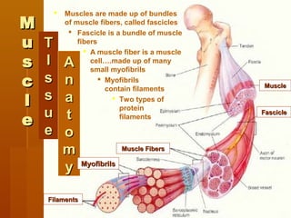 MM
uu
ss
cc
ll
ee
TT
II
ss
ss
uu
ee
AA
nn
aa
tt
oo
mm
yy
MuscleMuscle
FilamentsFilaments
MyofibrilsMyofibrils
Muscle FibersMuscle Fibers
FascicleFascicle
 Muscles are made up of bundles
of muscle fibers, called fascicles
 Fascicle is a bundle of muscle
fibers
 A muscle fiber is a muscle
cell….made up of many
small myofibrils
 Myofibrils
contain filaments
 Two types of
protein
filaments
 