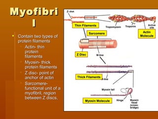 SarcomereSarcomere
MyofibriMyofibri
ll
 Contain two types ofContain two types of
protein filamentsprotein filaments
 Actin- thinActin- thin
proteinprotein
filamentsfilaments
 Myosin- thickMyosin- thick
protein filamentsprotein filaments
 Z disc- point ofZ disc- point of
anchor of actinanchor of actin
 Sarcomere-Sarcomere-
functional unit of afunctional unit of a
myofibril, regionmyofibril, region
between Z discs,between Z discs,
Thin FilamentsThin Filaments
ActinActin
MoleculeMolecule
Thick FilamentsThick Filaments
Myosin MoleculeMyosin Molecule
Z DiscZ Disc
SarcomereSarcomere
 