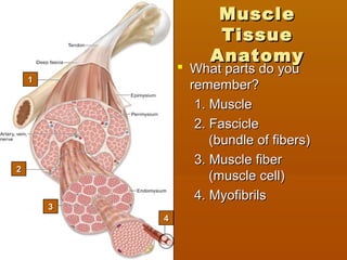 DD
CC
BB
AA
MuscleMuscle
TissueTissue
AnatomyAnatomy
 What parts do youWhat parts do you
remember?remember?
1. Muscle1. Muscle
2. Fascicle2. Fascicle
(bundle of fibers)(bundle of fibers)
3. Muscle fiber3. Muscle fiber
(muscle cell)(muscle cell)
4. Myofibrils4. Myofibrils
33
44
22
11
 