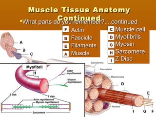 C
B
A
FG
D
E
II
 Muscle cellMuscle cell
 MyofibrilsMyofibrils
 MyosinMyosin
 SarcomereSarcomere
 Z DiscZ Disc
 ActinActin
 FascicleFascicle
 FilamentsFilaments
 MuscleMuscle
Muscle Tissue AnatomyMuscle Tissue Anatomy
ContinuedContinued
FF
EE GG
DD
CC
BB
AA
What parts do you remember?....continuedWhat parts do you remember?....continued
HH
HH
MyofibrilMyofibril
II
 