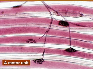 Mechanics of a MuscleMechanics of a Muscle
ContractionContraction
 What stimulates a muscle toWhat stimulates a muscle to
contract?contract?
 Your nervous systemYour nervous system
 What cells are involved?What cells are involved?
 Muscle cells and a motor neuronMuscle cells and a motor neuron
 Motor neuron sendsMotor neuron sends
impulse to muscle cellsimpulse to muscle cells
 One neuron will formOne neuron will form
synapses with manysynapses with many
muscle cellsmuscle cells
 What is this called?What is this called?
 A motor unitA motor unit
 Let’s take a look underLet’s take a look under
the microscope.…the microscope.…A motor unitA motor unit
 