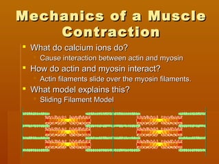 Mechanics of a MuscleMechanics of a Muscle
ContractionContraction
 What do calcium ions do?What do calcium ions do?
 Cause interaction between actin and myosinCause interaction between actin and myosin
 How do actin and myosin interact?How do actin and myosin interact?
 Actin filaments slide over the myosin filaments.Actin filaments slide over the myosin filaments.
 What model explains this?What model explains this?
 Sliding Filament ModelSliding Filament Model
 