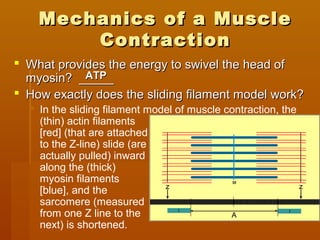 Mechanics of a MuscleMechanics of a Muscle
ContractionContraction
 What provides the energy to swivel the head ofWhat provides the energy to swivel the head of
myosin? _____myosin? _____
 How exactly does the sliding filament model work?How exactly does the sliding filament model work?
 In the sliding filament model of muscle contraction, the
(thin) actin filaments
[red] (that are attached
to the Z-line) slide (are
actually pulled) inward
along the (thick)
myosin filaments
[blue], and the
sarcomere (measured
from one Z line to the
next) is shortened.
ATPATP
 