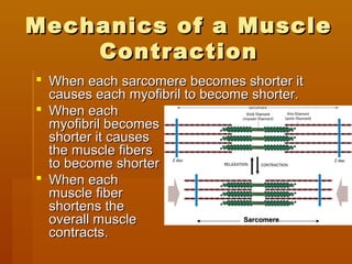 Mechanics of a MuscleMechanics of a Muscle
ContractionContraction
 When each sarcomere becomes shorter itWhen each sarcomere becomes shorter it
causes each myofibril to become shorter.causes each myofibril to become shorter.
 When eachWhen each
myofibril becomesmyofibril becomes
shorter it causesshorter it causes
the muscle fibersthe muscle fibers
to become shorterto become shorter
 When eachWhen each
muscle fibermuscle fiber
shortens theshortens the
overall muscleoverall muscle
contracts.contracts.
SarcomereSarcomere
 