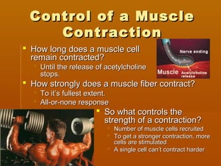 Control of a MuscleControl of a Muscle
ContractionContraction
 How long does a muscle cellHow long does a muscle cell
remain contracted?remain contracted?
 Until the release of acetylcholineUntil the release of acetylcholine
stops.stops.
 How strongly does a muscle fiber contract?How strongly does a muscle fiber contract?
 To it’s fullest extent.To it’s fullest extent.
 All-or-none responseAll-or-none response
 So what controls theSo what controls the
strength of a contraction?strength of a contraction?
 Number of muscle cells recruitedNumber of muscle cells recruited
 To get a stronger contraction, moreTo get a stronger contraction, more
cells are stimulatedcells are stimulated
 A single cell can’t contract harderA single cell can’t contract harder
 