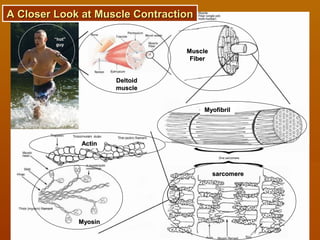 A Closer Look at Muscle ContractionA Closer Look at Muscle Contraction
““hot”hot”
guyguy
DeltoidDeltoid
musclemuscle
MuscleMuscle
FiberFiber
MyofibrilMyofibril
sarcomeresarcomere
ActinActin
MyosinMyosin
 