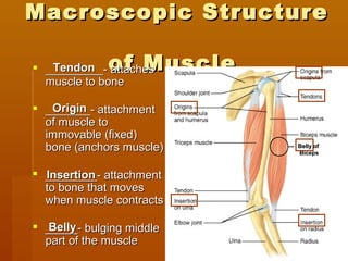 Macroscopic StructureMacroscopic Structure
of Muscleof Muscle _________- attaches_________- attaches
muscle to bonemuscle to bone
 _______- attachment_______- attachment
of muscle toof muscle to
immovable (fixed)immovable (fixed)
bone (anchors muscle)bone (anchors muscle)
 ________- attachment________- attachment
to bone that movesto bone that moves
when muscle contractswhen muscle contracts
 _____- bulging middle_____- bulging middle
part of the musclepart of the muscle
Belly ofBelly of
BicepsBiceps
TendonTendon
OriginOrigin
InsertionInsertion
BellyBelly
 