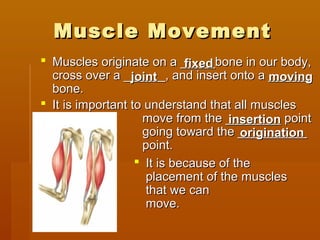 Muscle MovementMuscle Movement
 Muscles originate on a _____bone in our body,Muscles originate on a _____bone in our body,
cross over a ______, and insert onto a ______cross over a ______, and insert onto a ______
bone.bone.
 It is important to understand that all musclesIt is important to understand that all muscles
move from the ________ pointmove from the ________ point
going toward the __________going toward the __________
point.point.
 It is because of theIt is because of the
placement of the musclesplacement of the muscles
that we canthat we can
move.move.
jointjoint
fixedfixed
movingmoving
insertioninsertion
originationorigination
 